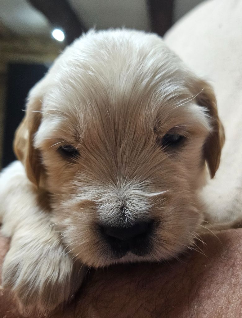 De La Tribu De Bouba - Chiots disponibles - Golden Retriever
