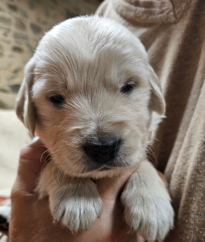 De La Tribu De Bouba - Chiots disponibles - Golden Retriever
