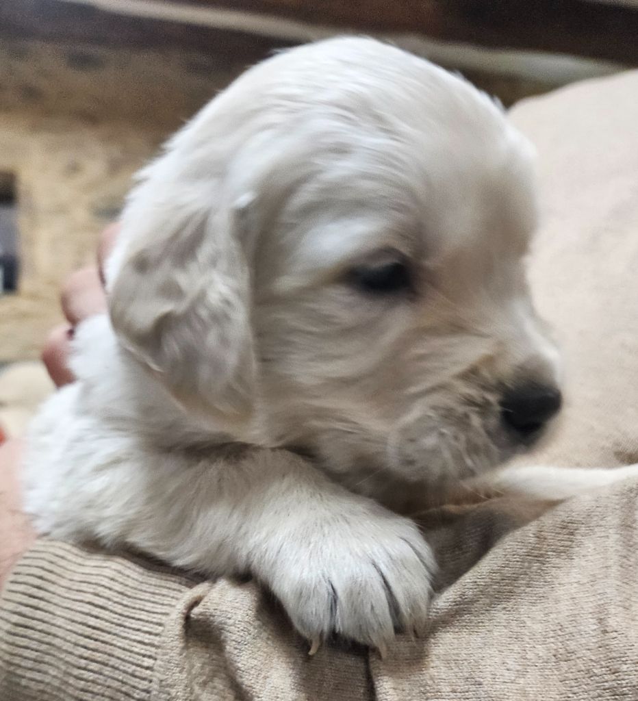 De La Tribu De Bouba - Chiots disponibles - Golden Retriever