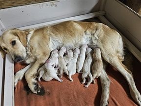 Chiot Golden Retriever De La Tribu De Bouba