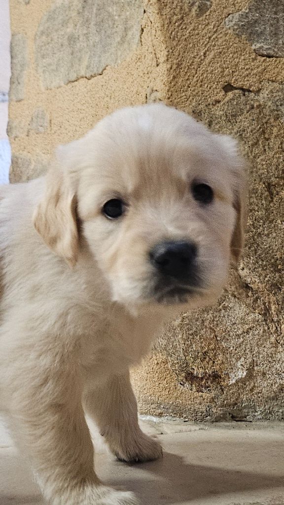 De La Tribu De Bouba - Chiots disponibles - Golden Retriever