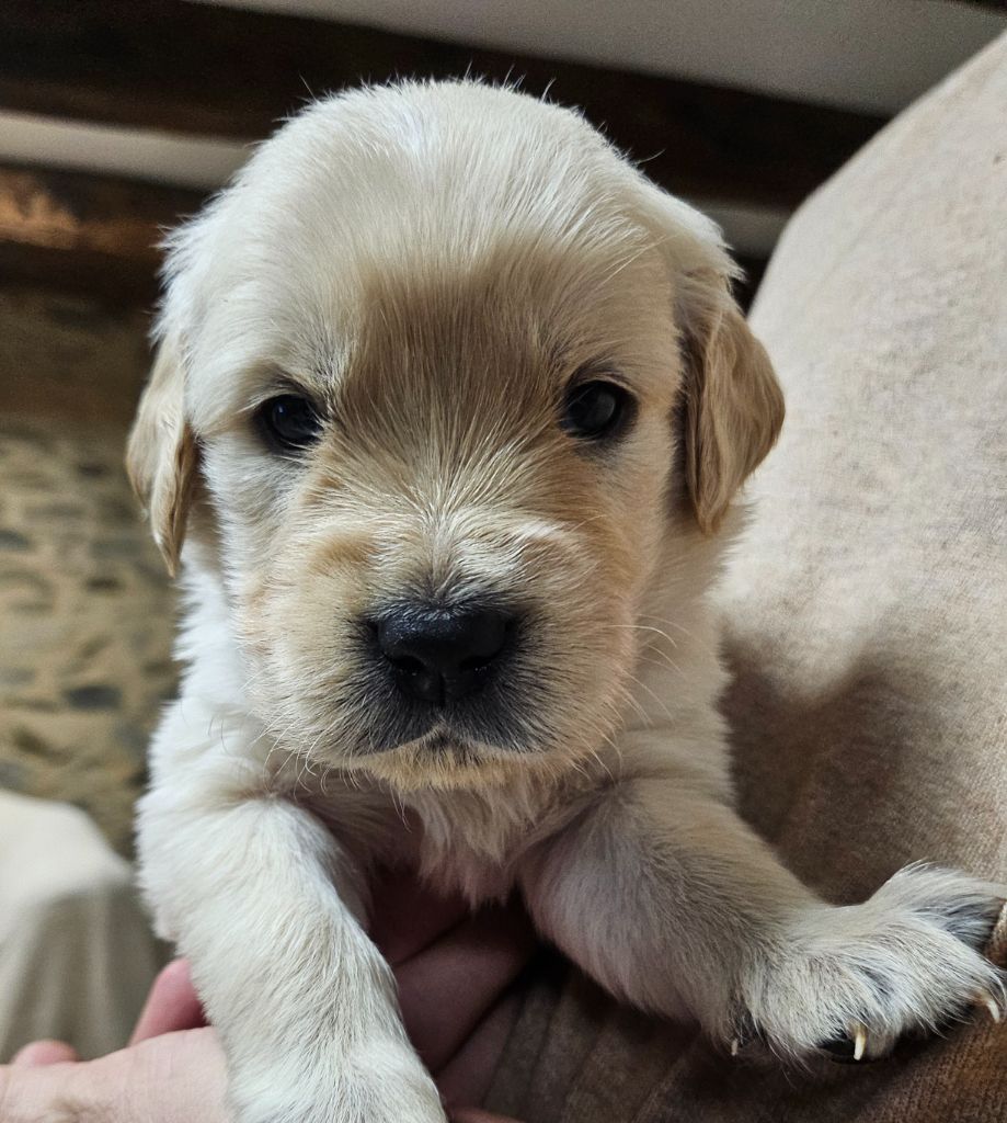 De La Tribu De Bouba - Chiots disponibles - Golden Retriever