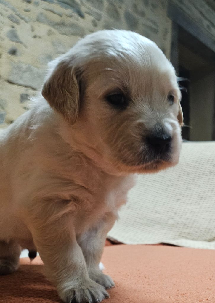 De La Tribu De Bouba - Chiots disponibles - Golden Retriever