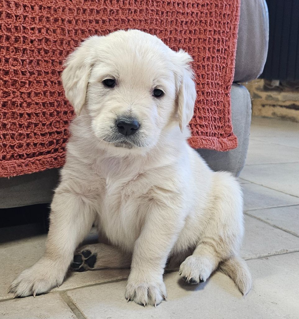 De La Tribu De Bouba - Chiots disponibles - Golden Retriever